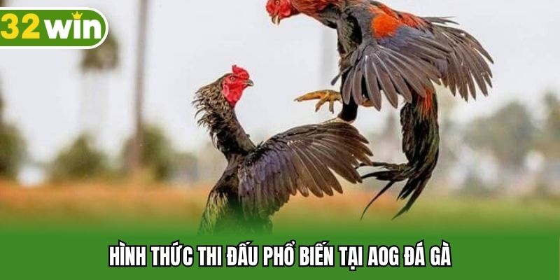 Hình thức thi đấu phổ biến tại AOG đá gà