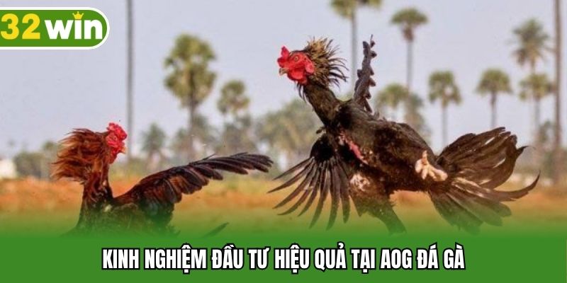 Kinh nghiệm đầu tư hiệu quả tại AOG đá gà