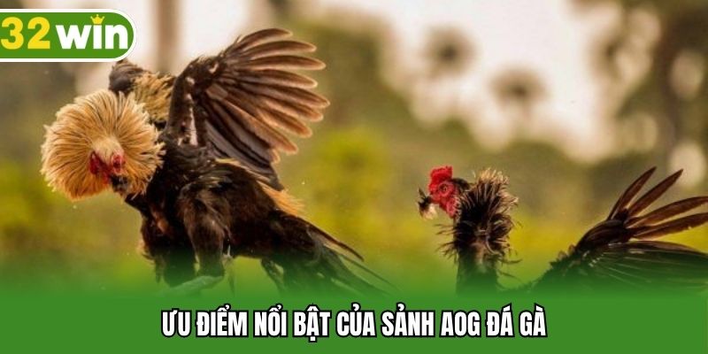 Ưu điểm nổi bật của sảnh AOG đá gà