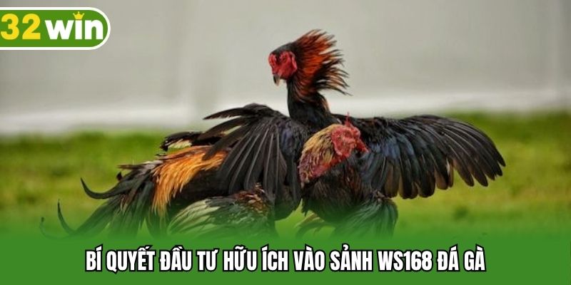 Bí quyết đầu tư hữu ích vào sảnh WS168 đá gà